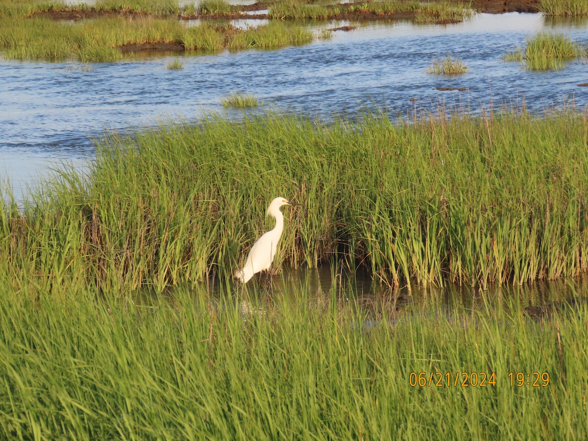 Snowy Egret - ML620811286