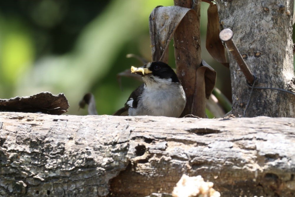 White-winged Brushfinch - ML620811287