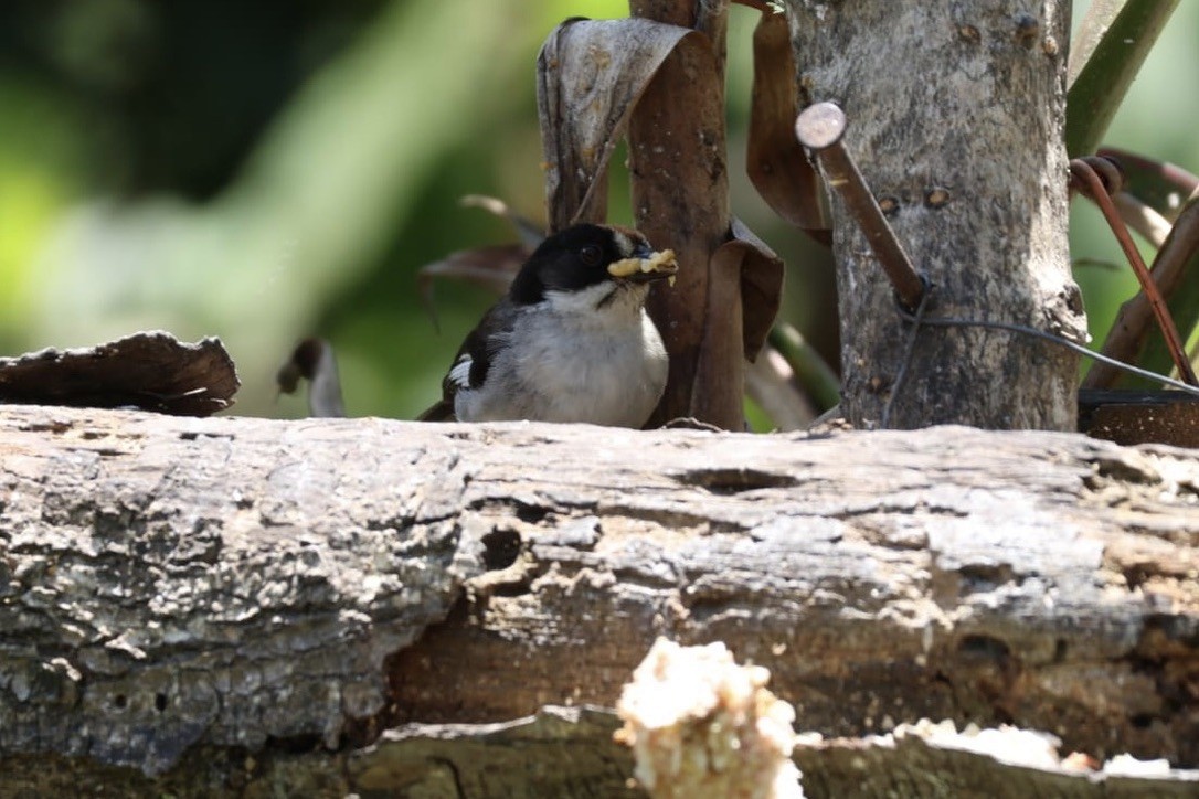 White-winged Brushfinch - ML620811289