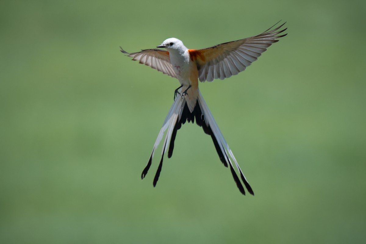 Scissor-tailed Flycatcher - ML620811293