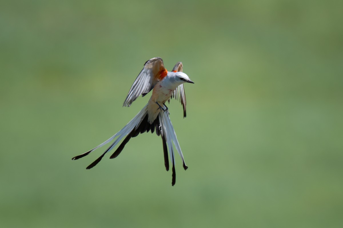 Scissor-tailed Flycatcher - ML620811294