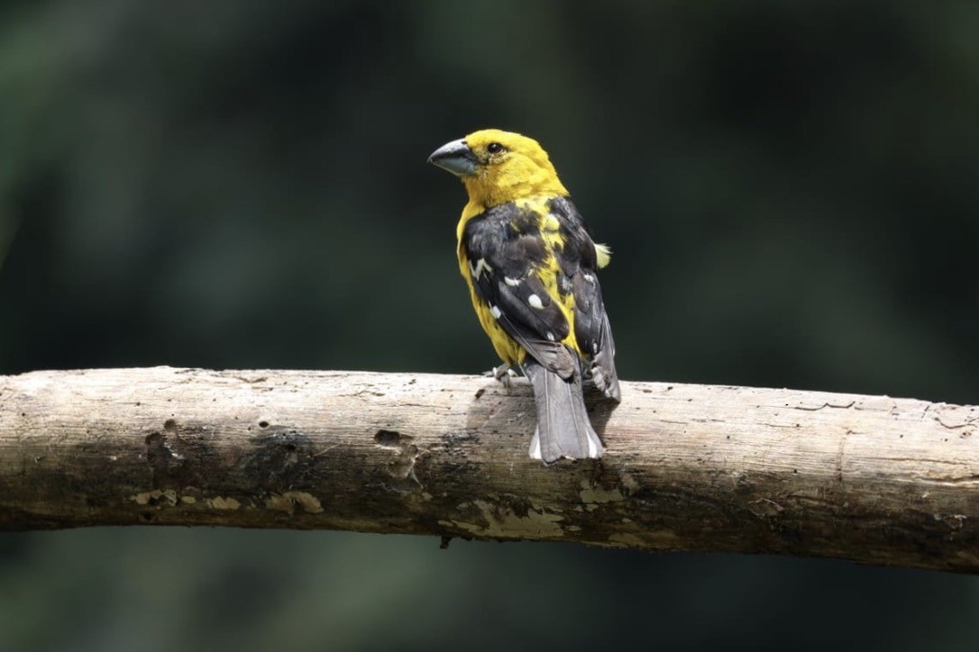 Golden Grosbeak - ML620811295