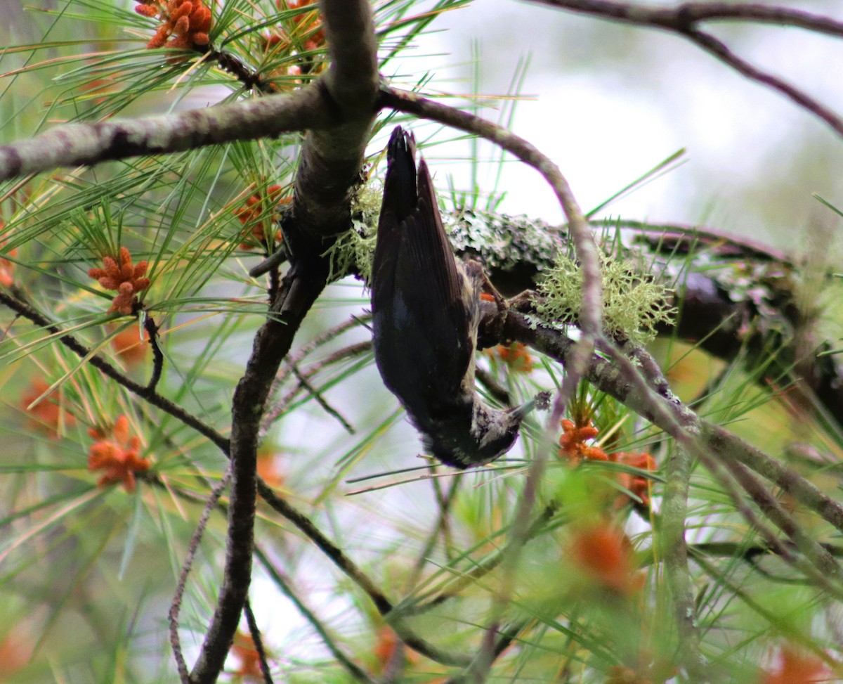 Red-breasted Nuthatch - ML620811296