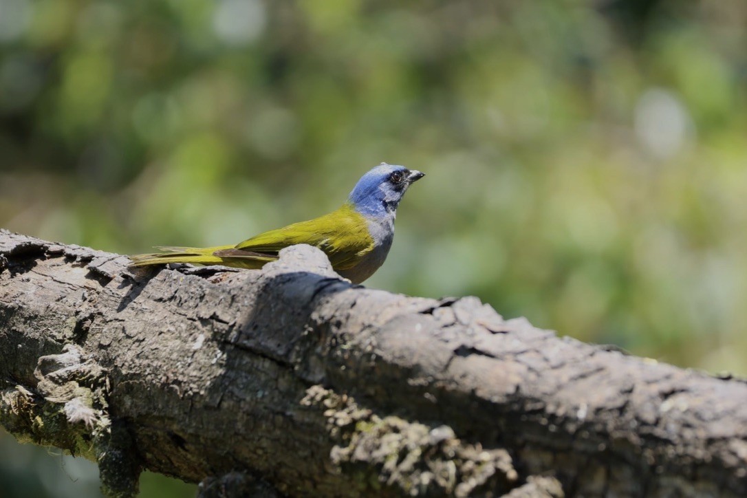 Blue-capped Tanager - ML620811297