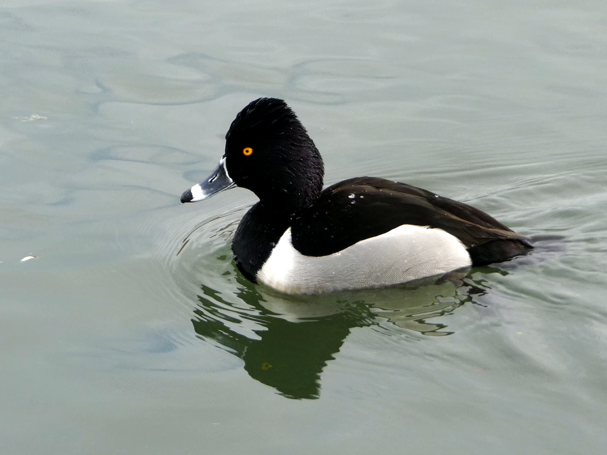 Ring-necked Duck - ML620811300