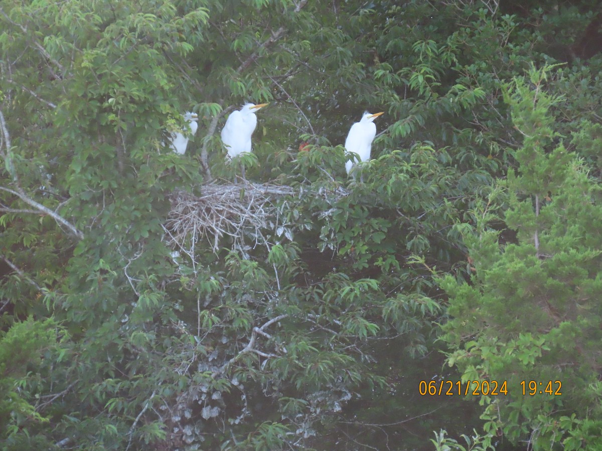 Great Egret - ML620811303