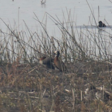 White-faced Whistling-Duck - ML620811304