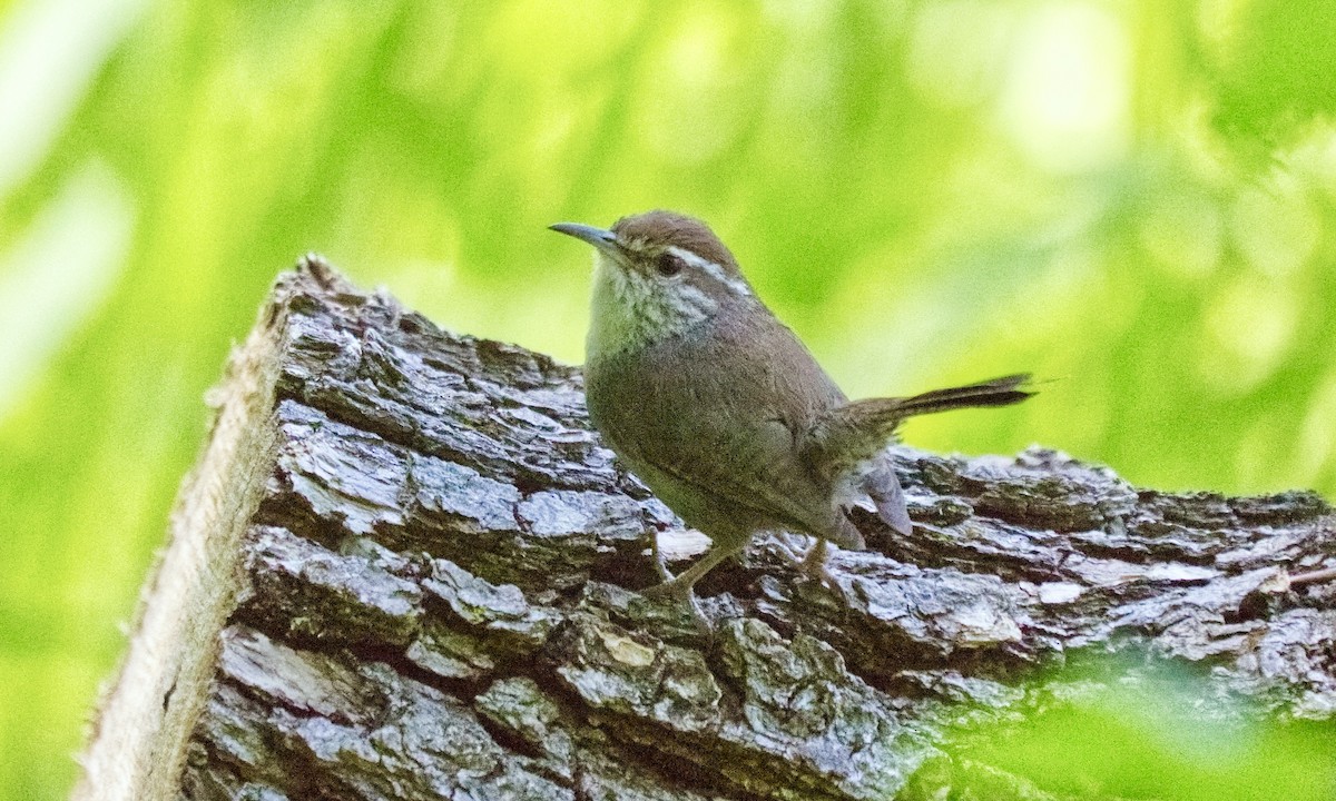 Bewick's Wren - ML620811305