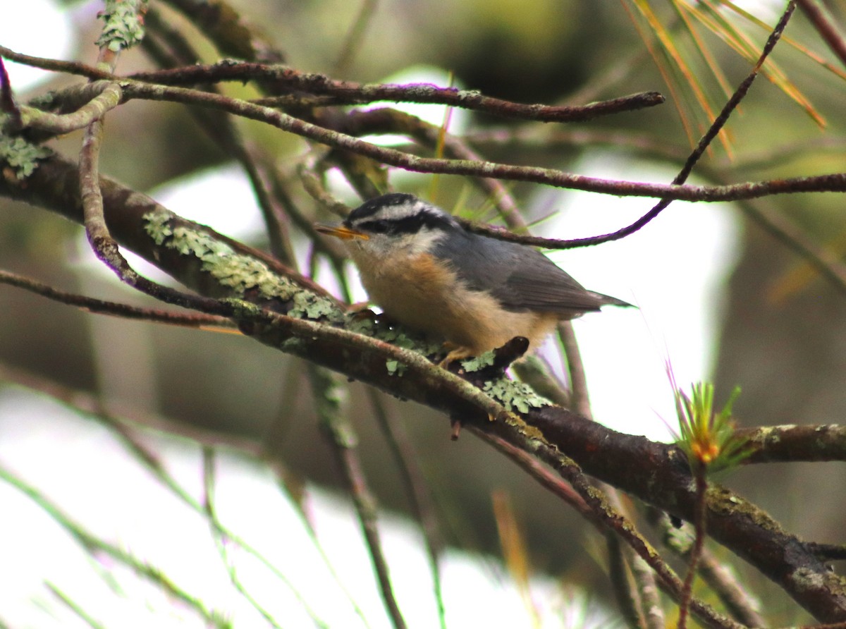 Red-breasted Nuthatch - ML620811311