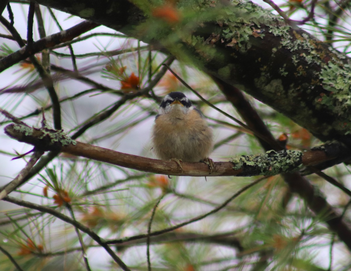 Red-breasted Nuthatch - ML620811312