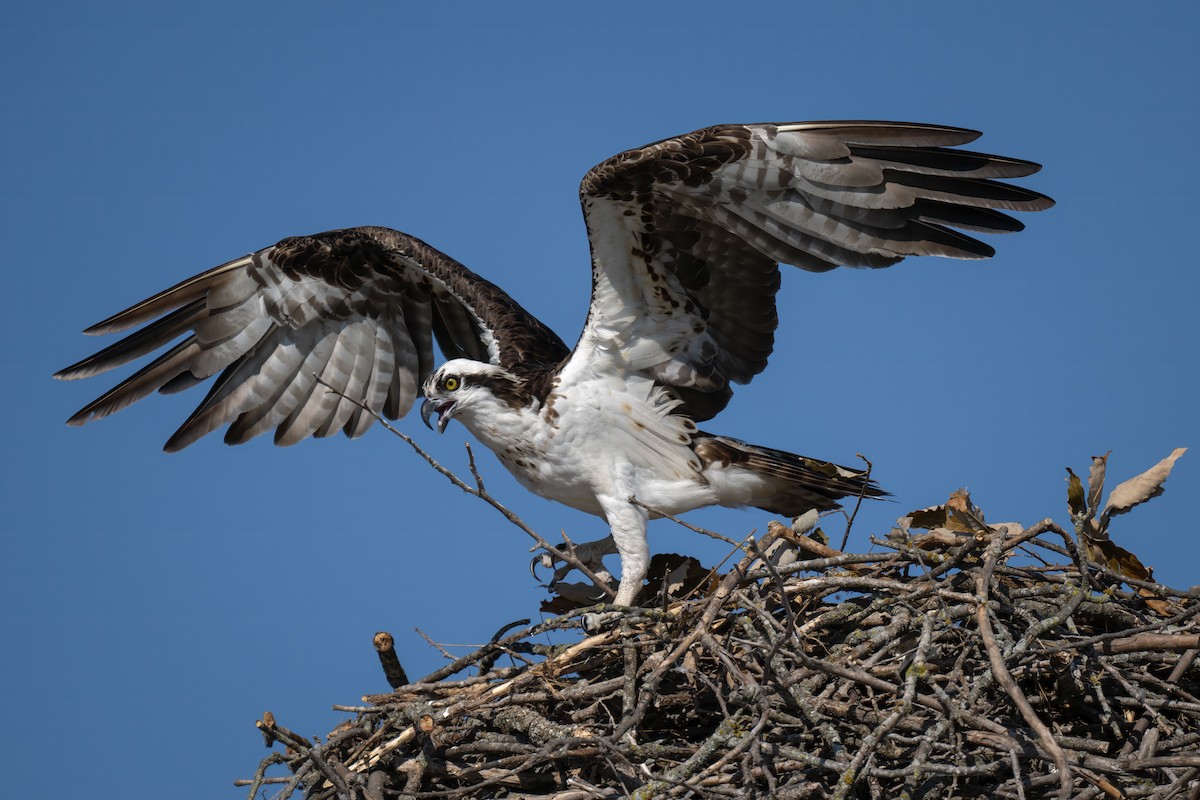 Osprey - ML620811315