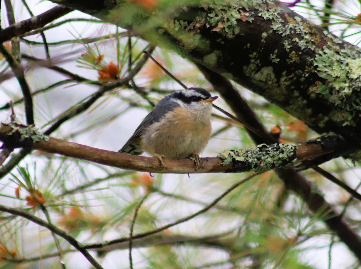 Red-breasted Nuthatch - ML620811320