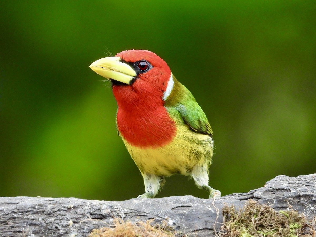 Red-headed Barbet - ML620811322