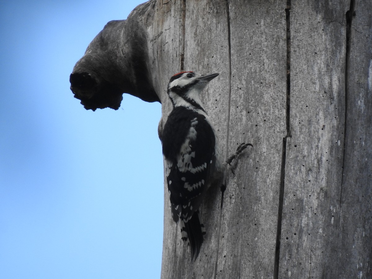 Great Spotted Woodpecker - ML620811323