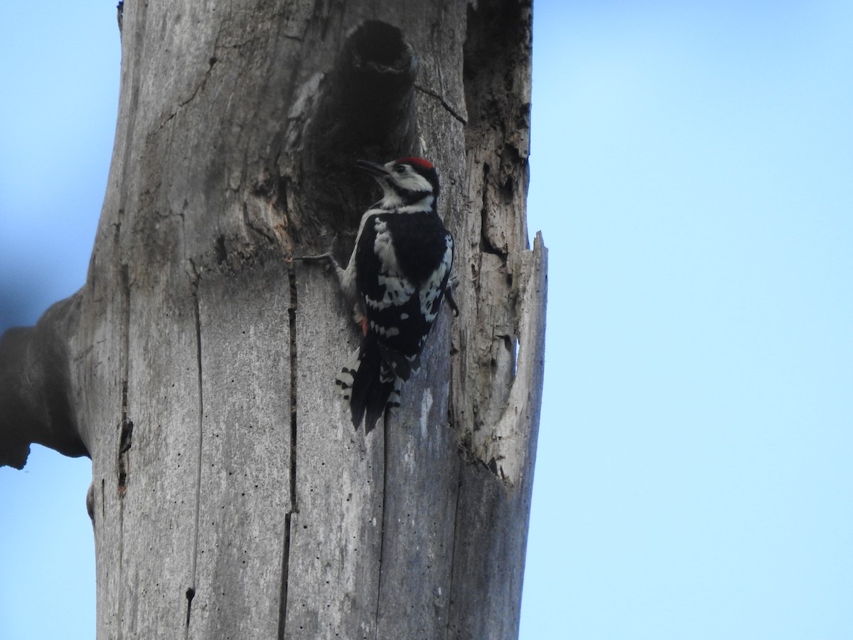 Great Spotted Woodpecker - Chris Burris