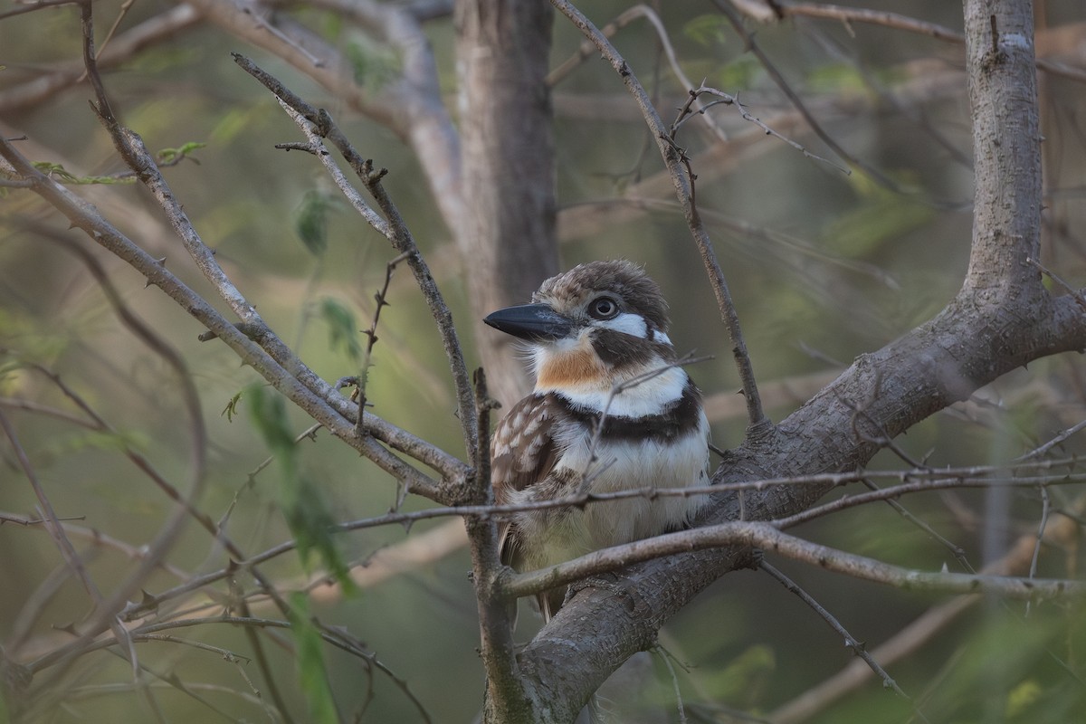 Russet-throated Puffbird - ML620811327