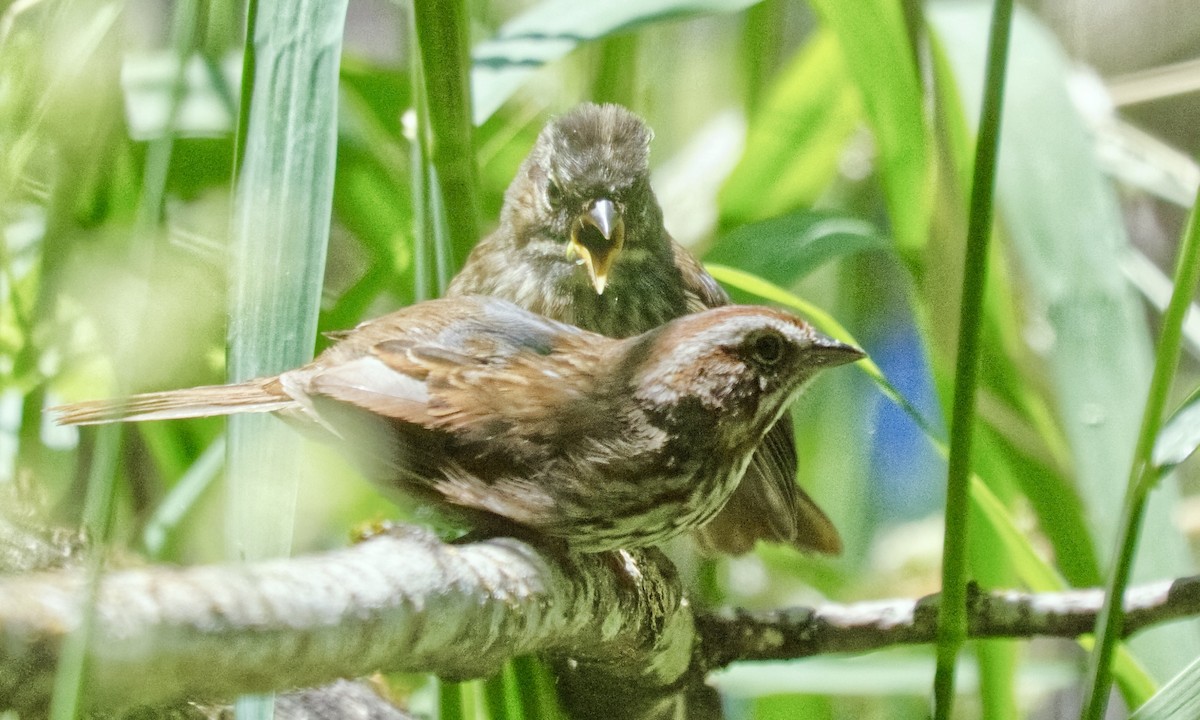 Song Sparrow (rufina Group) - ML620811329