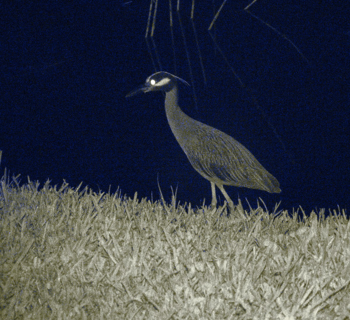 Yellow-crowned Night Heron - ML620811330