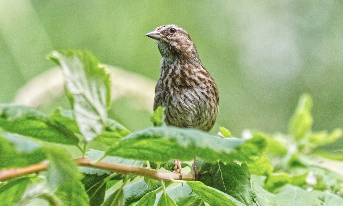 Song Sparrow (rufina Group) - ML620811331