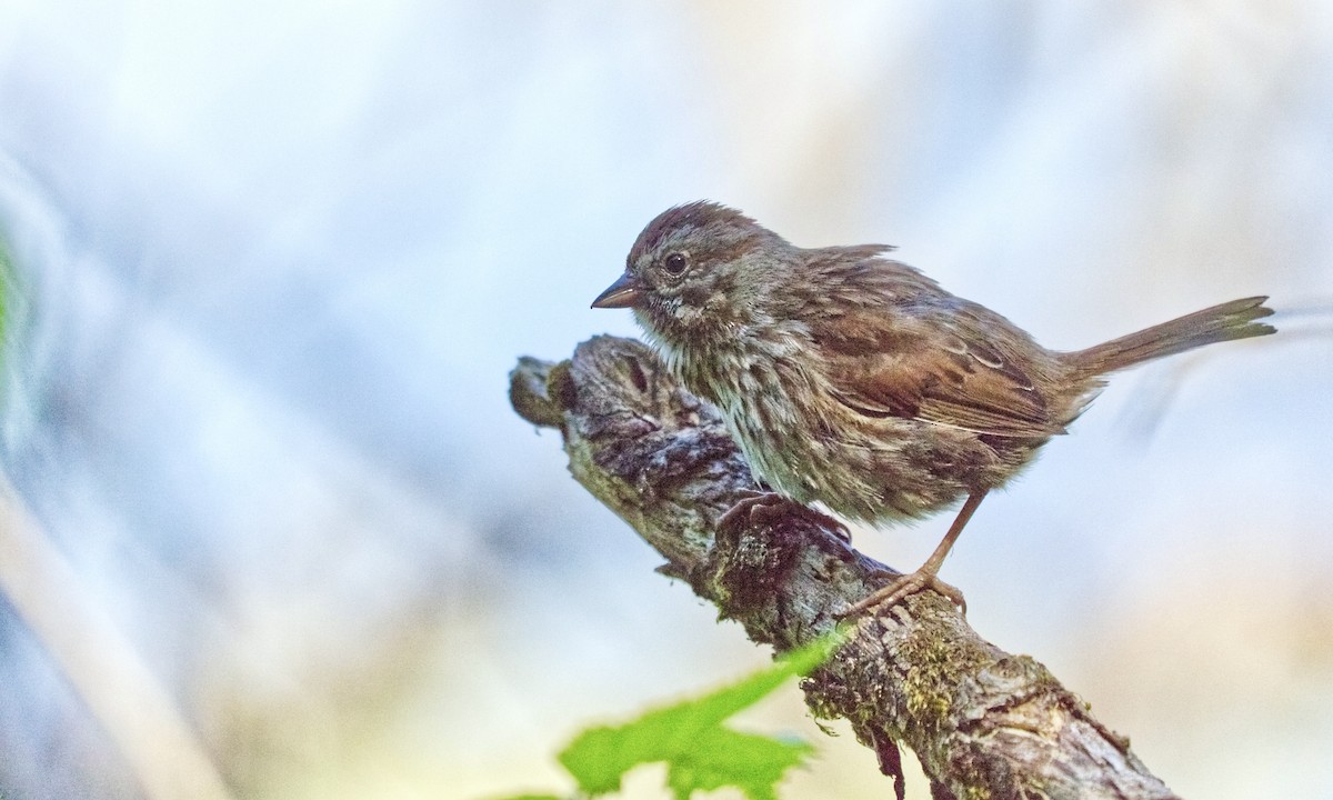 Song Sparrow (rufina Group) - ML620811332