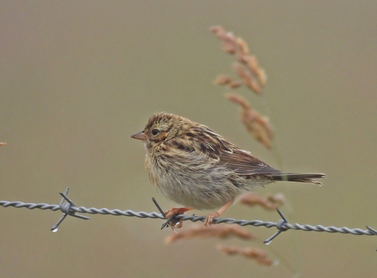 Savannah Sparrow (Savannah) - ML620811335