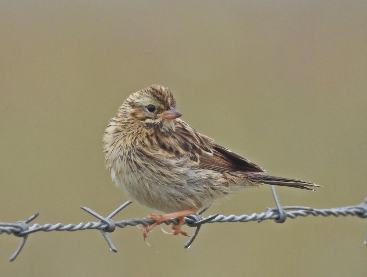 Savannah Sparrow (Savannah) - ML620811338