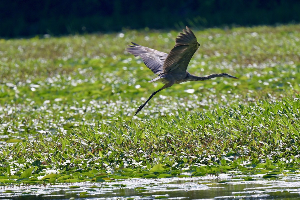 Great Blue Heron - ML620811339