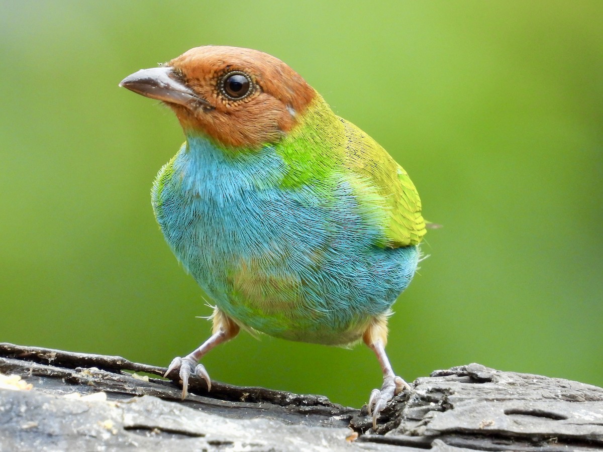 Bay-headed Tanager (Bay-and-blue) - ML620811340