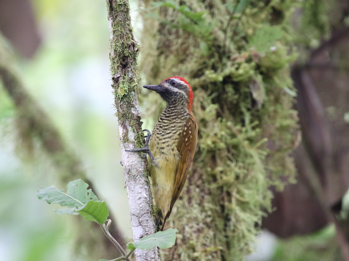 Yellow-vented Woodpecker - ML620811346