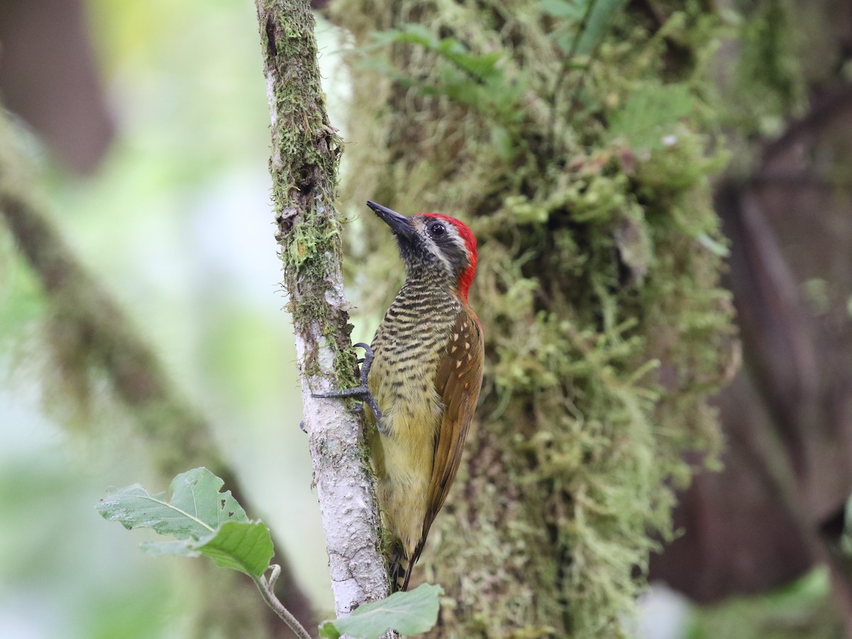 Yellow-vented Woodpecker - ML620811348