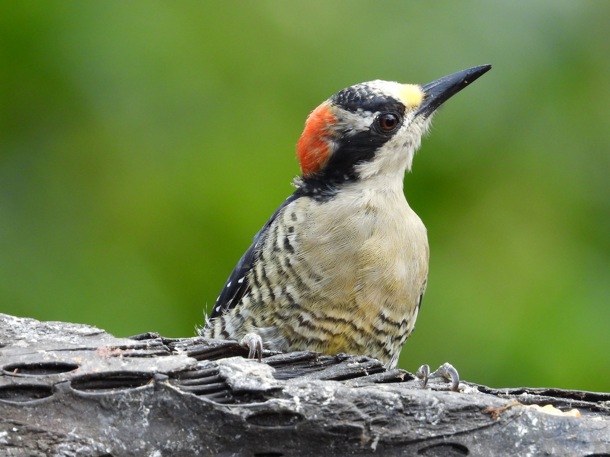Black-cheeked Woodpecker - ML620811350