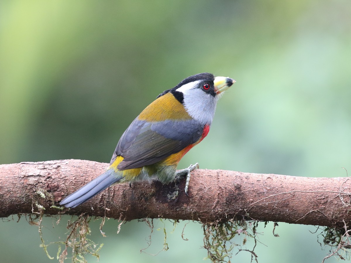 Toucan Barbet - ML620811352