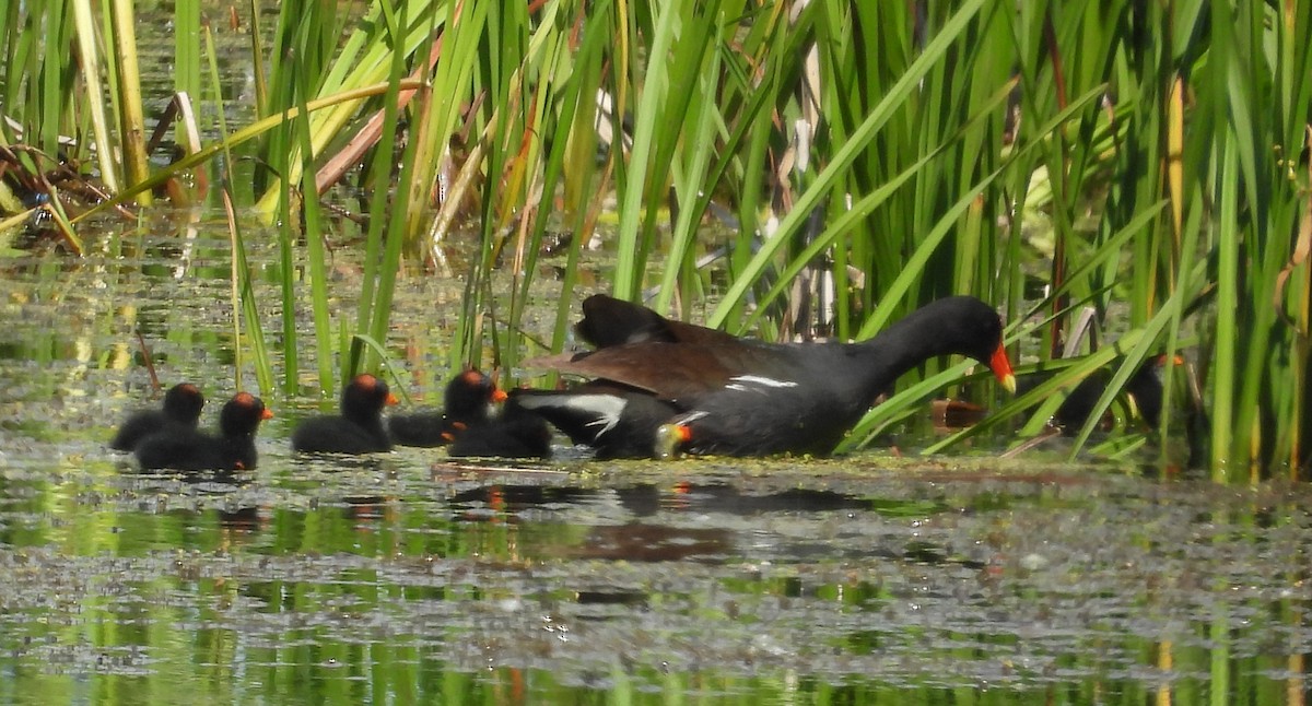 Common Gallinule - Tresa Moulton