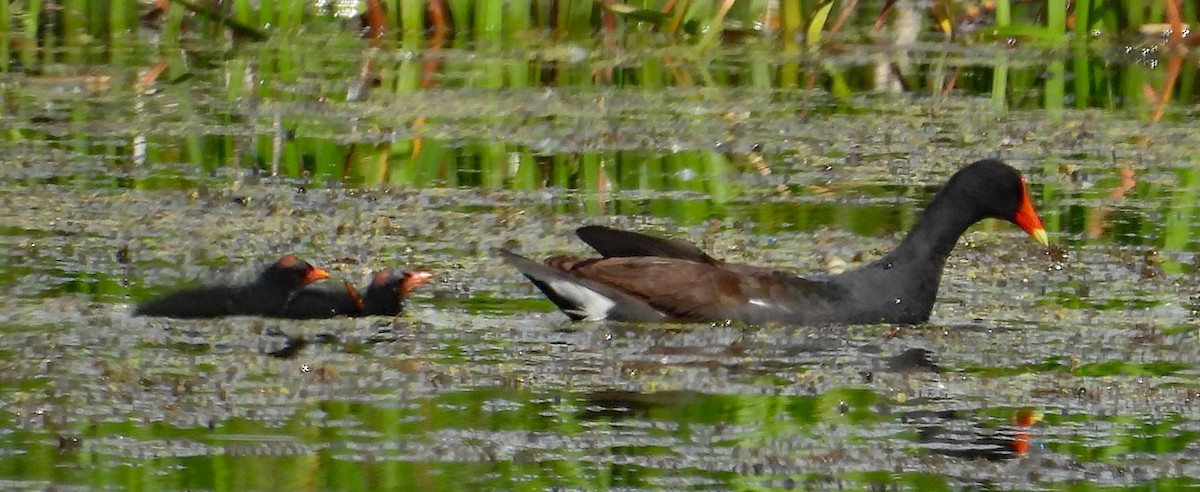 Common Gallinule - ML620811363