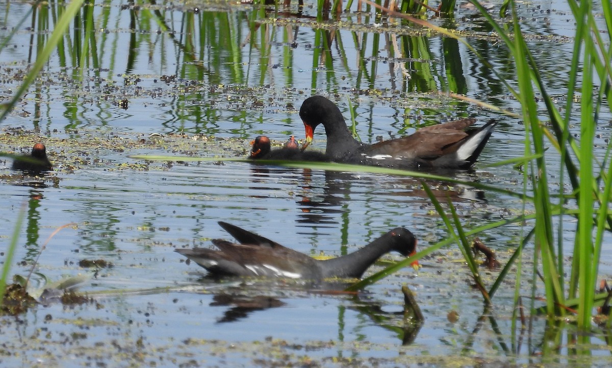 Common Gallinule - ML620811364