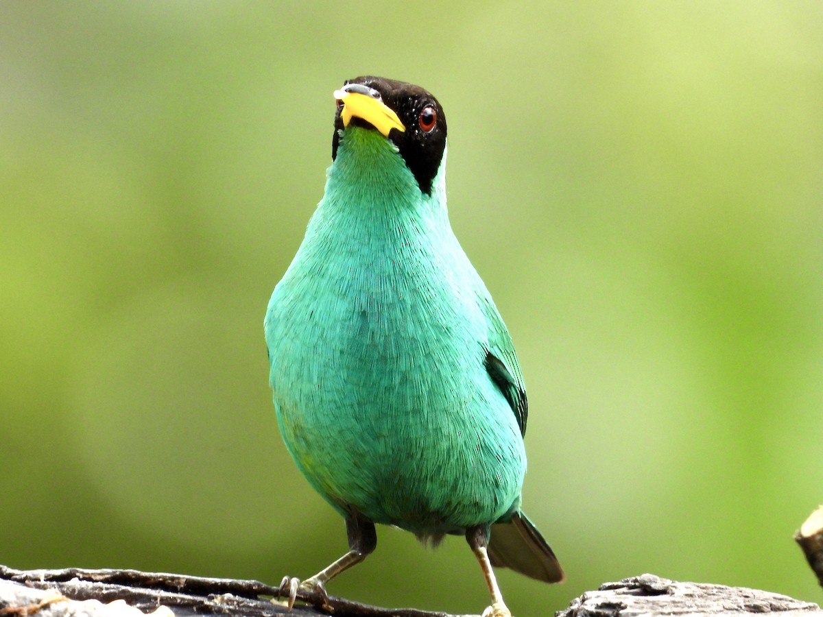 Green Honeycreeper - ML620811365