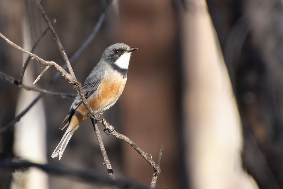 Rufous Whistler - ML620811374