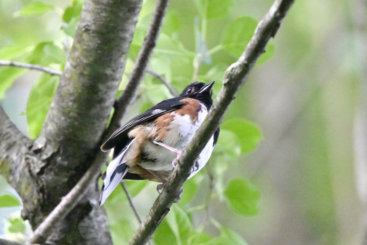 Eastern Towhee - ML620811376