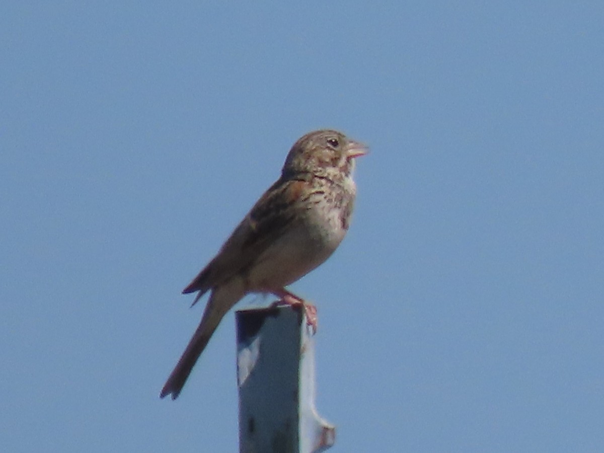 Vesper Sparrow - ML620811380