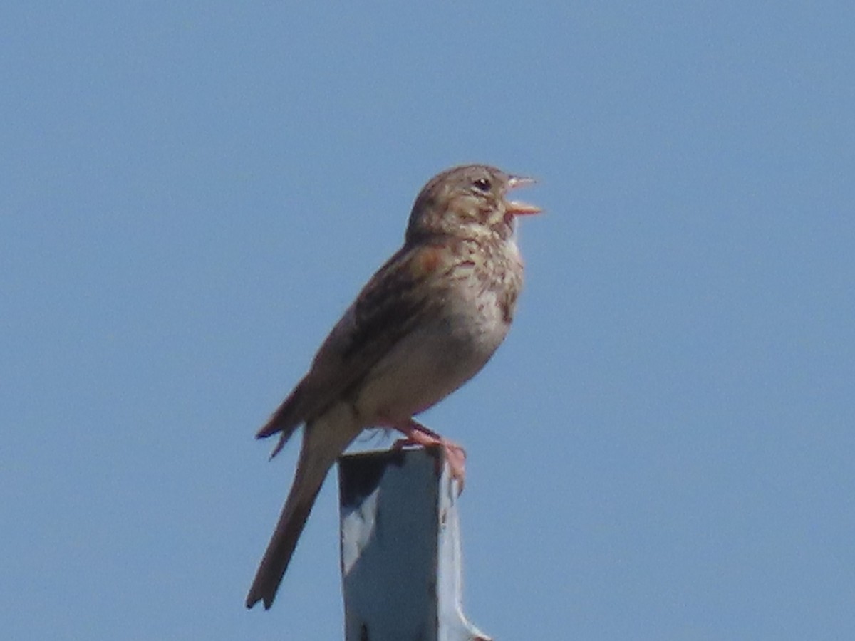 Vesper Sparrow - ML620811381