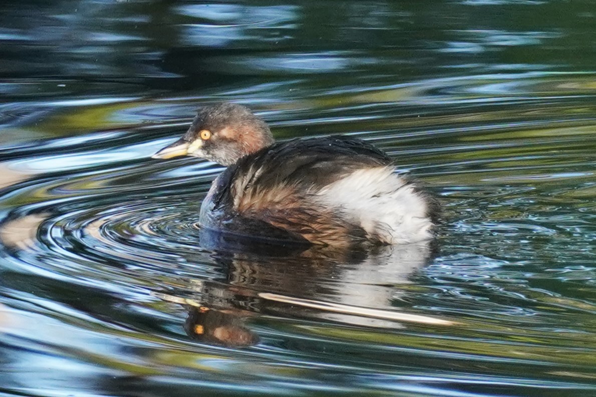 Australasian Grebe - ML620811385