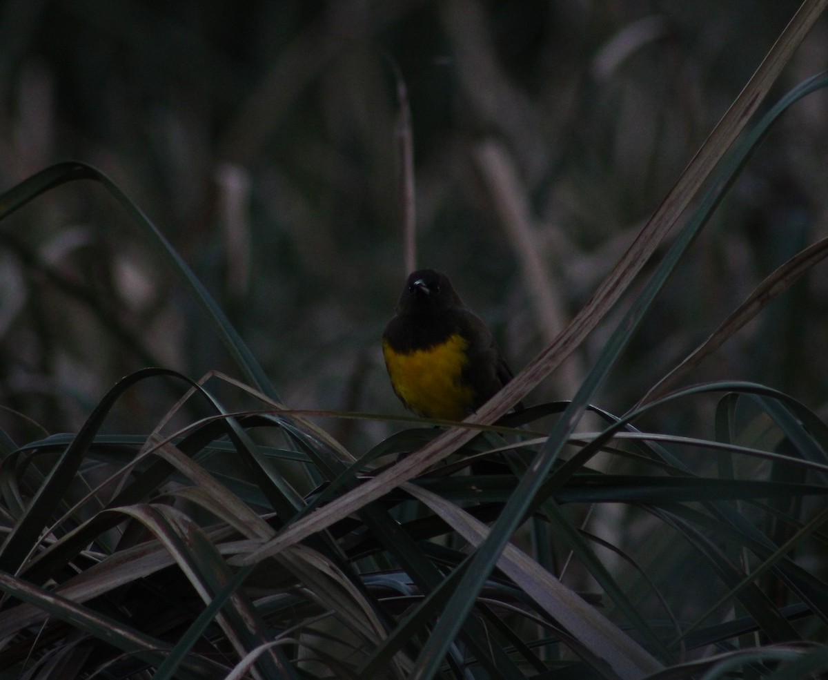 Brown-and-yellow Marshbird - Pablo Romano