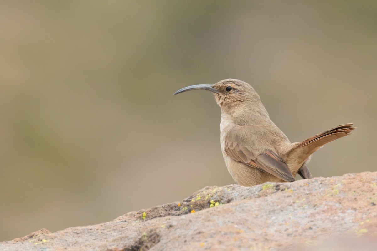 Buff-breasted Earthcreeper (Plain-breasted) - ML620811408