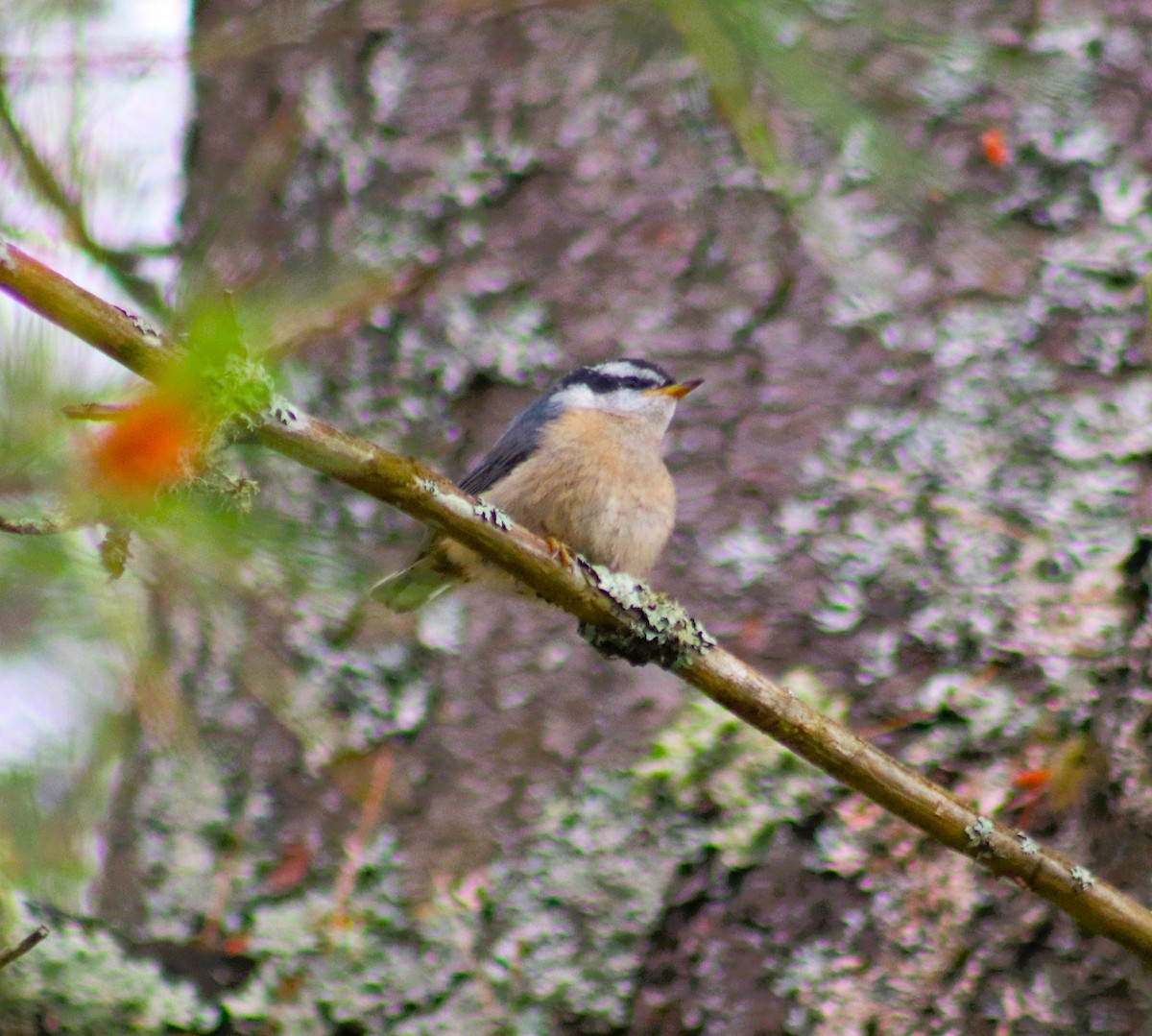 Red-breasted Nuthatch - ML620811412