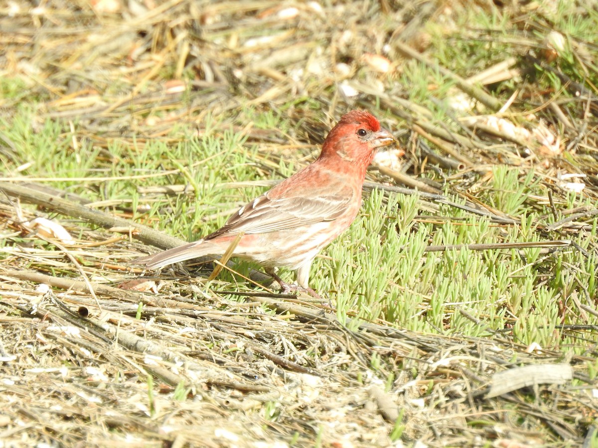 House Finch - ML620811413