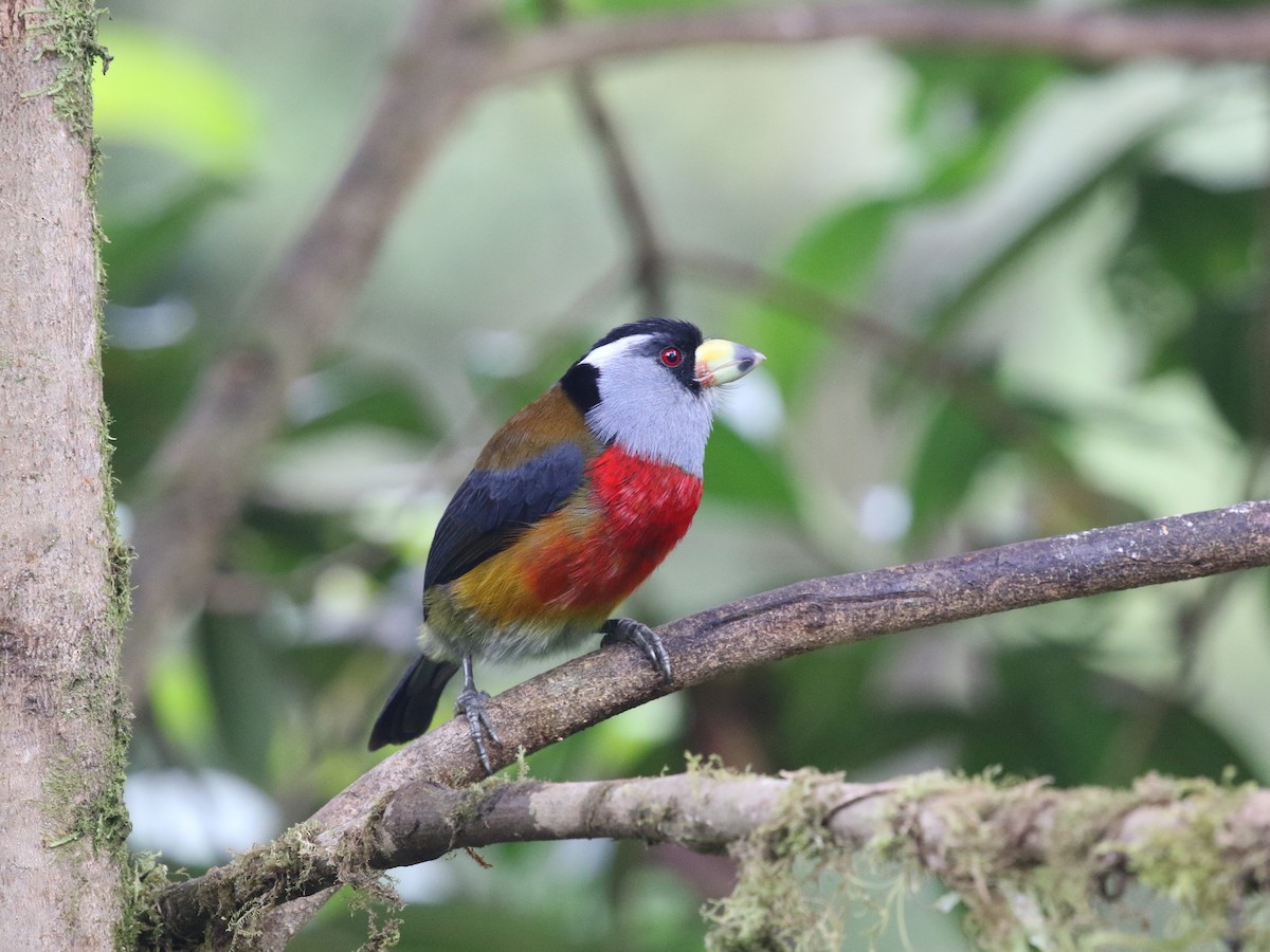 Toucan Barbet - ML620811416