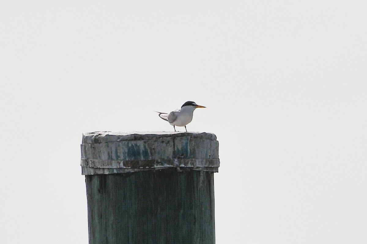 Least Tern - ML620811418