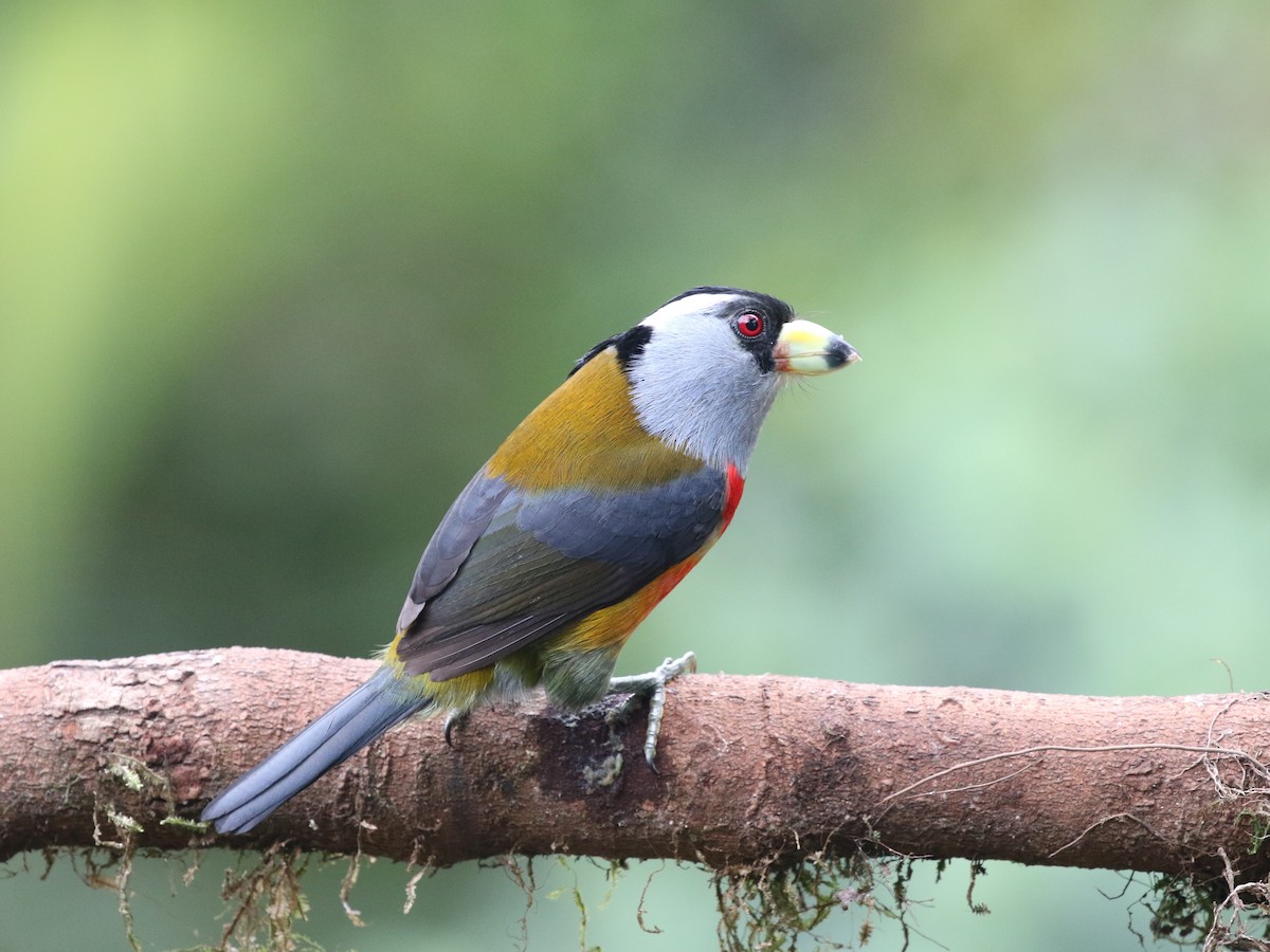 Toucan Barbet - Menachem Goldstein