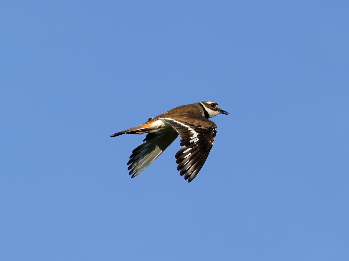 Killdeer - ML620811421