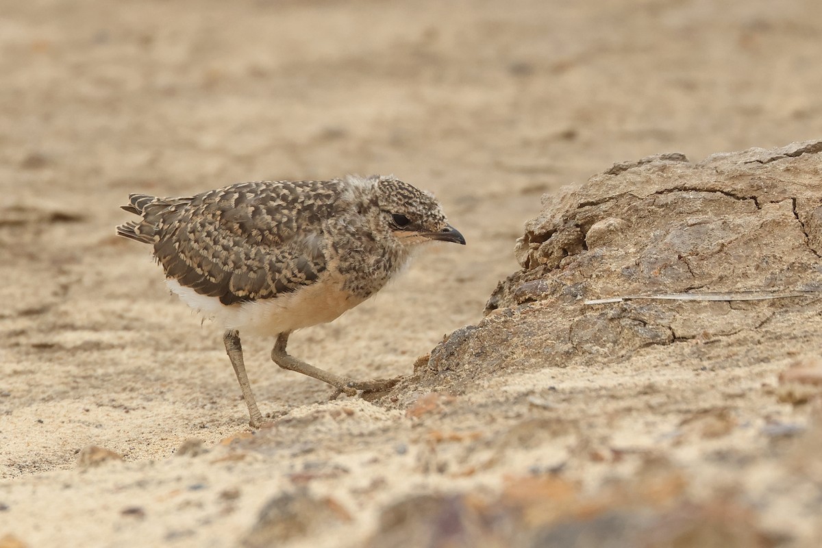 Oriental Pratincole - ML620811422